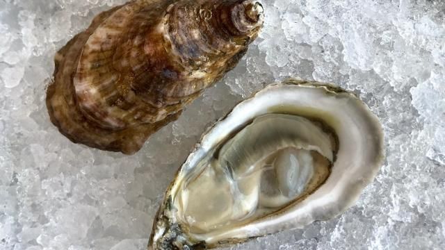 Devil Shoal oyster grown near Ocracoke, North Carolina by grower Fletcher O’Neal. Devil Shoal, along with other North Carolina varieties, will be regularly featured on the oyster bar menu. (Locals Seafood)