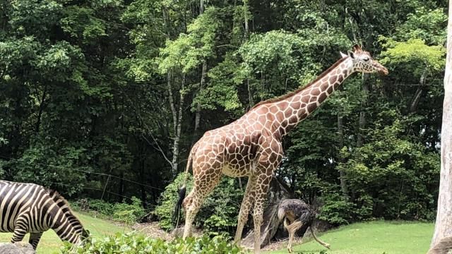 A look at the animals at the NC Zoo 