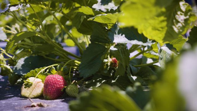 Local farm lets you pick your own strawberries