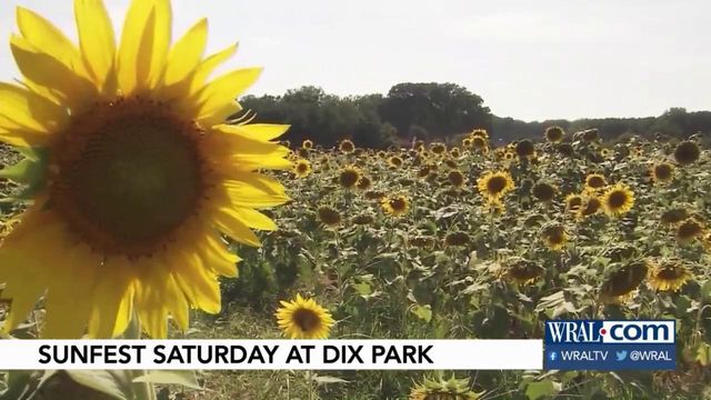 Rain could help sunflowers before SunFest