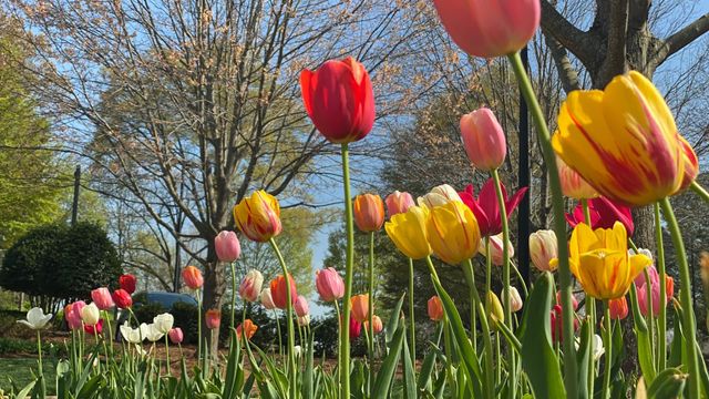 Raleigh Flower Trail: 7 best springtime hikes and parks in Raleigh