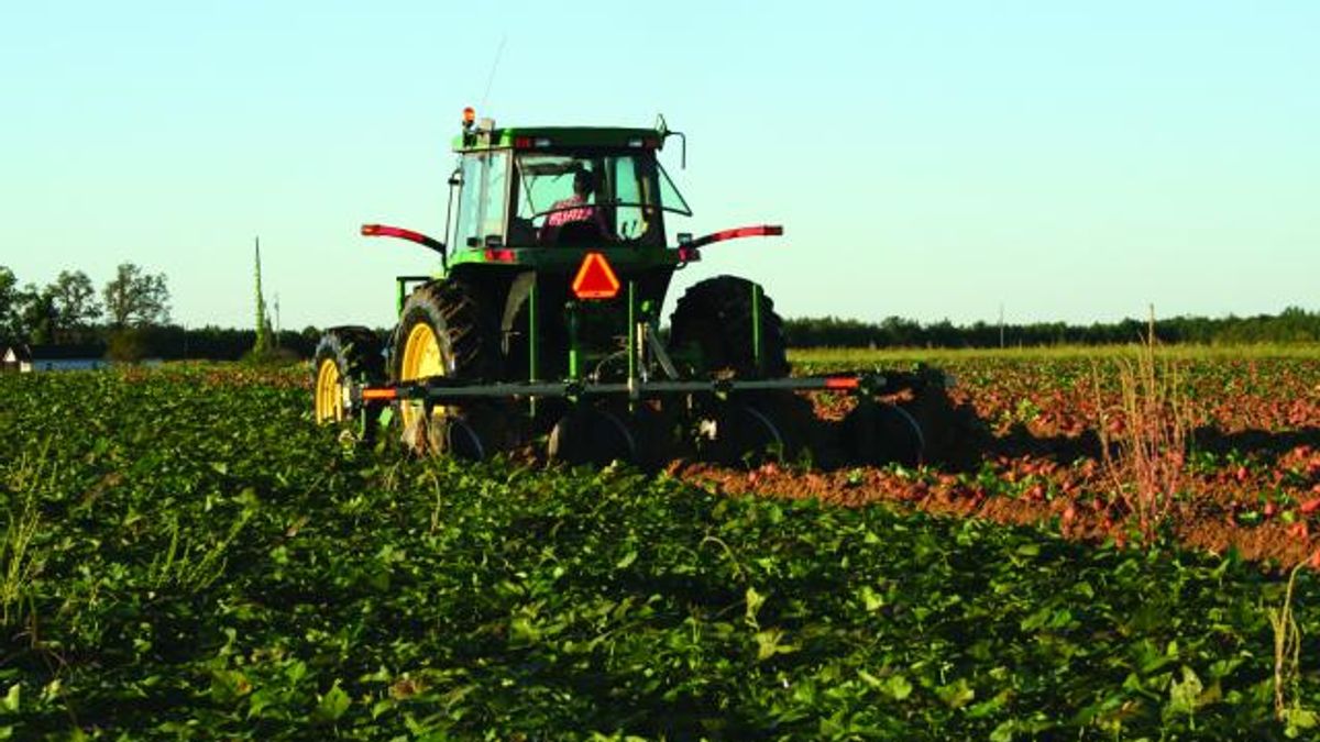 Sweet potato farmers