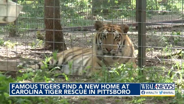'Tiger King' animals find new home in NC
