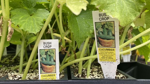 Gardening tips: What to plant this summer