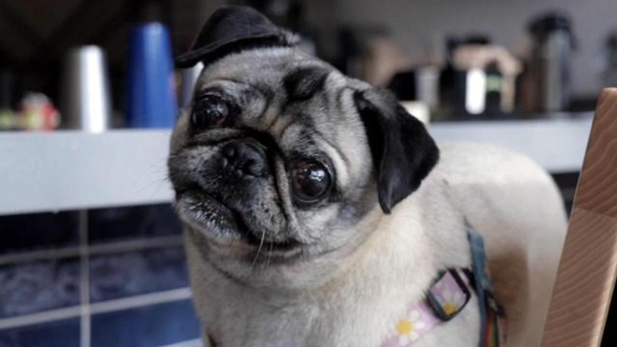 West Street Dog 