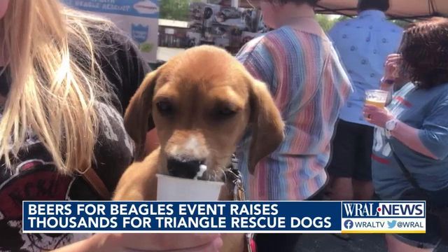 'Beers for Beagles' raises money for rescue dogs