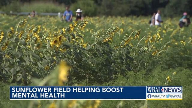 Dix Park sunflower field helping boost mental health