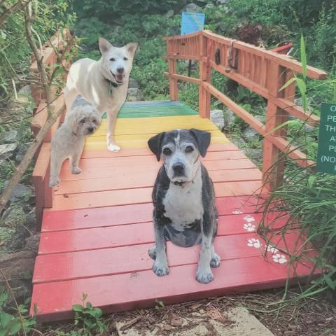 Teresa Dennis made a photoshop of her beloved Skittles waiting for her on the Rainbow Bridge. Her two friends, Sassy and Charles, are on the other side waiting for her to cross.