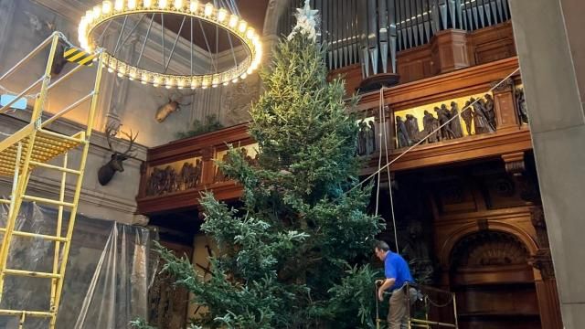 Biltmore Tree Raising