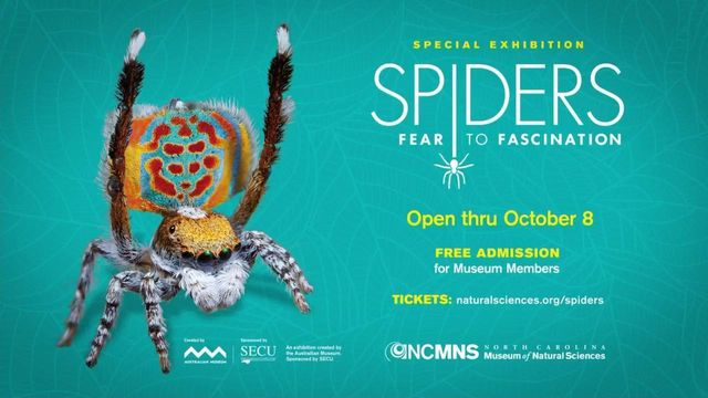 New Raleigh exhibit focuses on spiders