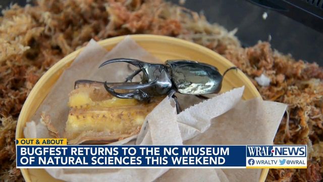 Bugfest returns to the NC Museum of Natural Sciences this weekend