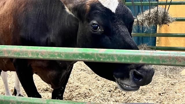 cattle