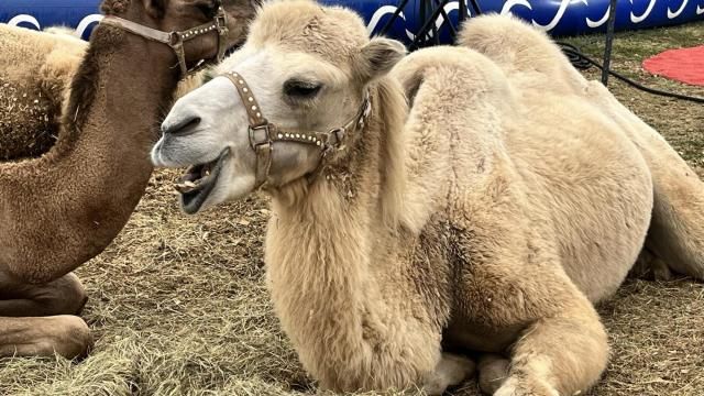 Camels at the NC State Fair