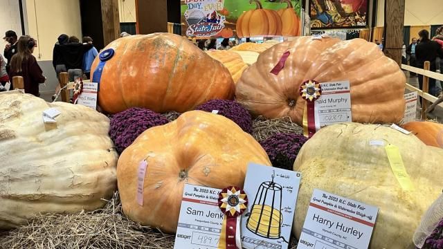 Giant pumpkins