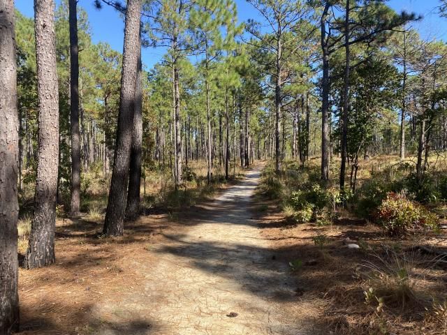 Carvers Creek State Park Sandhills Access