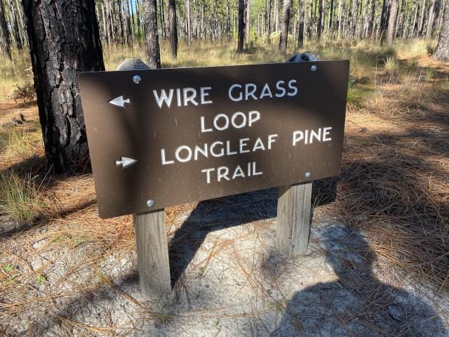 Carvers Creek State Park Sandhills Access
