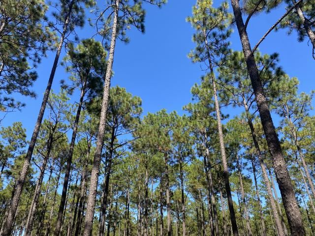 Carvers Creek State Park Sandhills Access