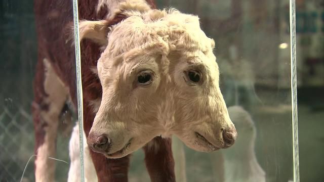 3198348-tht-DMID1-60rqo08zy-