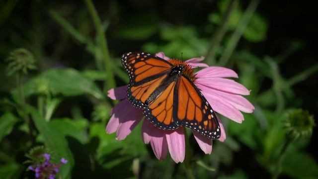 Visit butterflies at the Greensboro Science Center