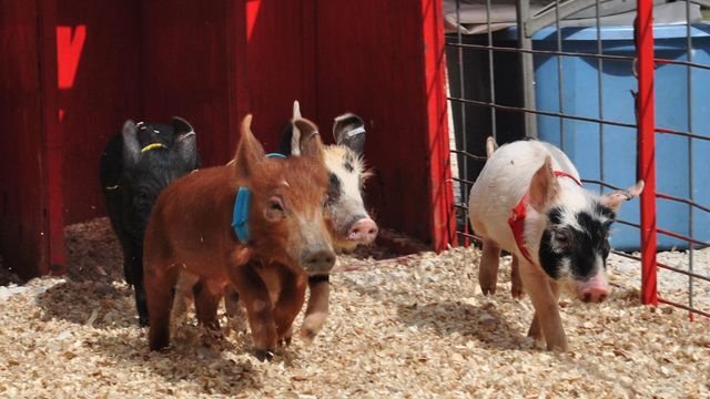 Race alongside a Circle 'C' Pig at State Fair