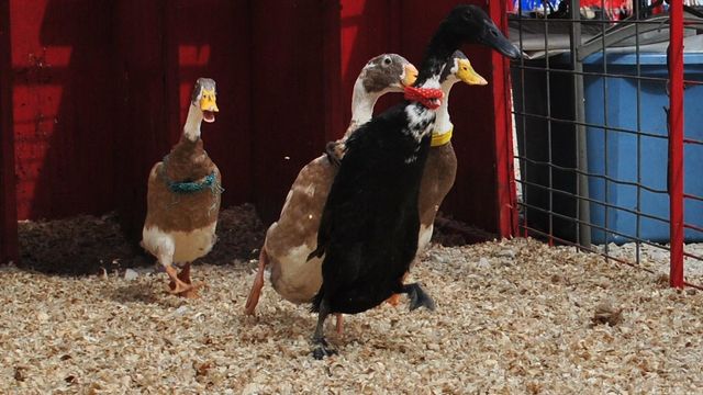 Ducks race at NC State Fair