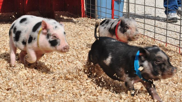 Piglets race at State Fair