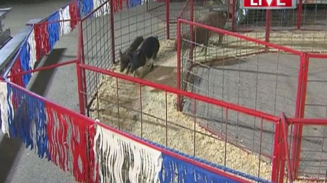 Pigs hit the racetrack at State Fair