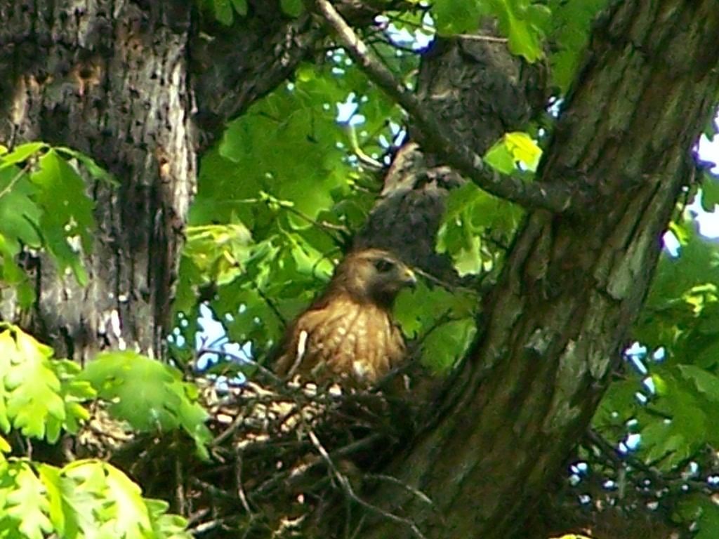 Hatching Hawk Hawk chicks born in Holly Springs yard