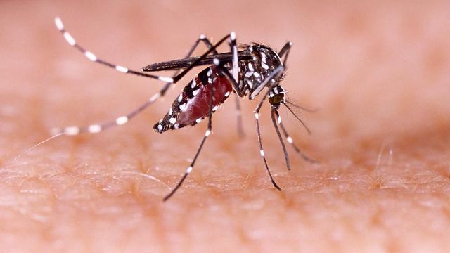 Duke physician talks post Olympics Zika concerns 