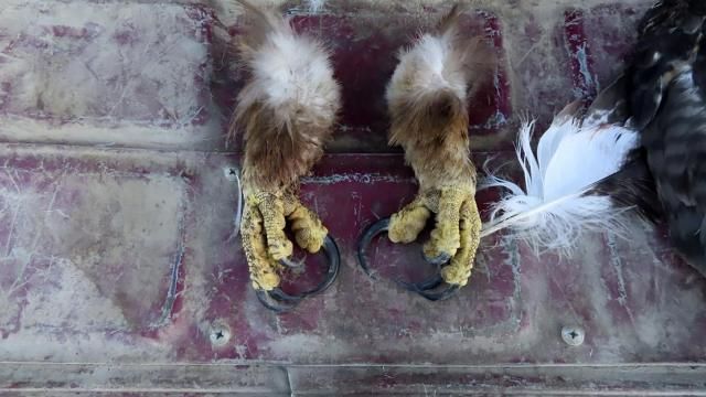 This image provided by the US Attorney for the District of Montana from a court document shows golden eagle feet that law enforcement officers recovered from the vehicle of a Washington state man charged with federal wildlife trafficking violations. The defendant is scheduled to plead guilty on March 20, 2024 in Missoula, Mont. in what prosecutors say was an illegal scheme to shoot eagles and sell their parts on the black market. (Courtesy of the US Attorney for the District of Montana via AP) This image provided by the US Attorney for the District of Montana from a court document shows golden eagle feet that law enforcement officers recovered from the vehicle of a Washington state man charged with federal wildlife trafficking violations. The defendant is scheduled to plead guilty on March 20, 2024 in Missoula, Mont. in what prosecutors say was an illegal scheme to shoot eagles and sell their parts on the black market. (Courtesy of the US Attorney for the District of Montana via AP)