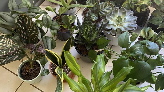 Try these tips and tricks to keep your plants alive
