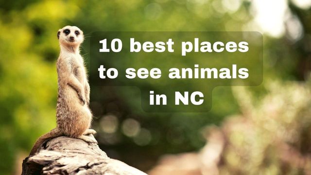 THE 10 BEST Zoos & Aquariums in North Carolina (Updated 2023)