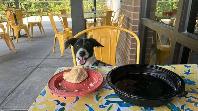 The Flying Biscuit Cafe: A dog friendly restaurant 