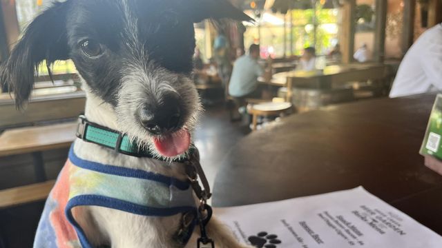 Sip and Savor: Exploring Brier Creek Beer Garden's Dog-Friendly Menu