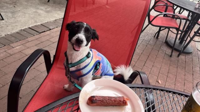 Player's Retreat dog friendly