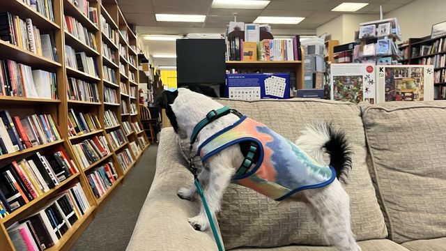Unleash the love for literature: The Regulator Bookshop welcomes your furry friends