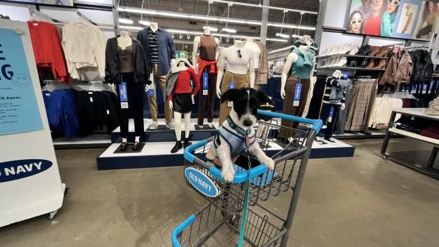 Dog at Old Navy