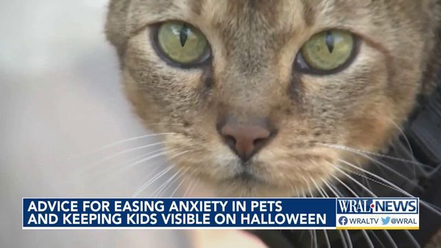 Tips to keep kids, pets safe this Halloween