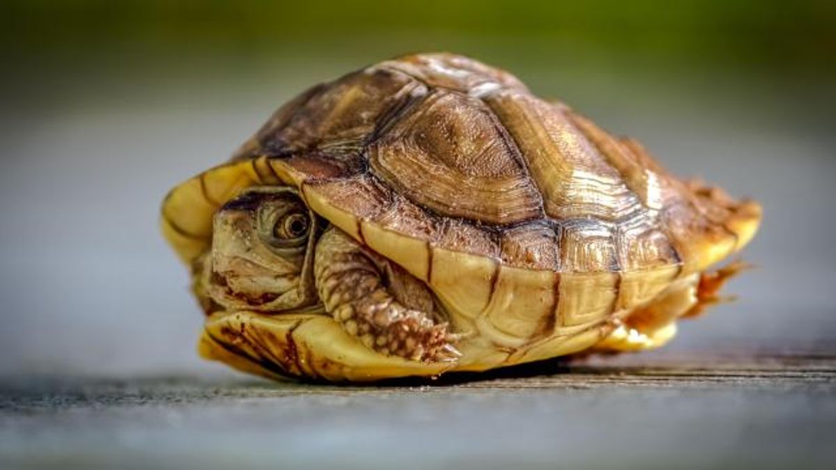Turtle Hiding in Shell