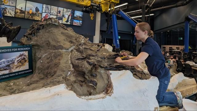 The "Dueling Dinosaurs" exhibit opening this weekend at Raleigh's North Carolina Museum of Natural Sciences will feature the first open access paleontology lab in the world.