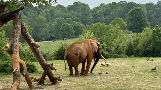 The elephants at the North Carolina Zoo (Courtesy Susan Dosier)