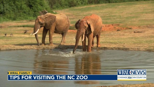 Tips for a day at the NC Zoo