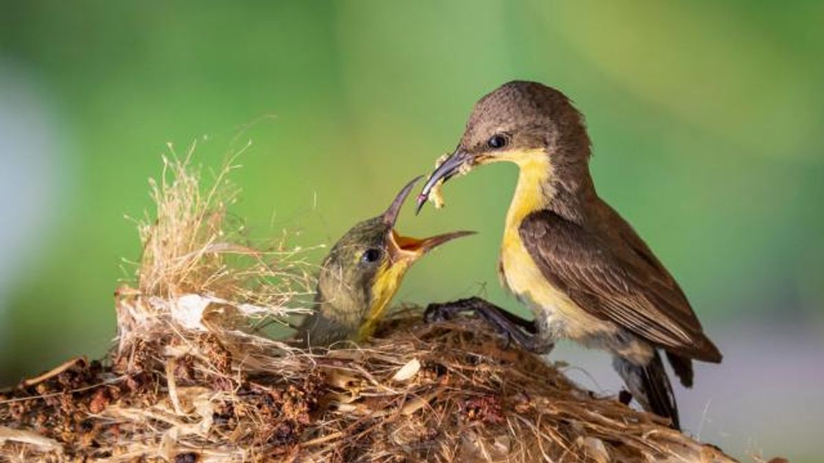 baby bird being fed in nest