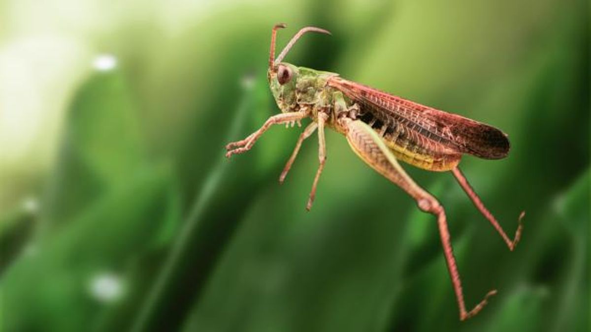 Grasshopper jump close up
