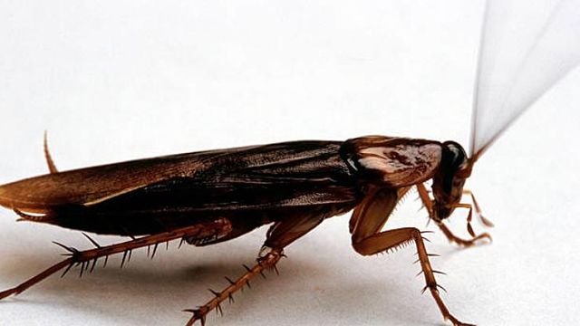 Cockroach milk may become 'superfood trend'