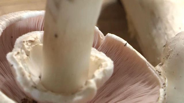 Officials warn of deadly mushroom for people and pets