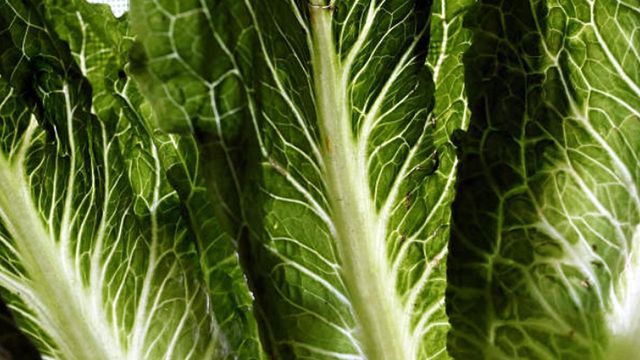 CDC: Romaine lettuce linked to 67 E. coli infections across US