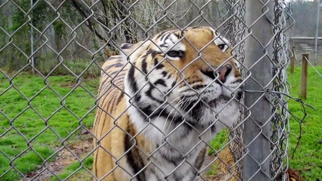 Destination: Carolina Tiger Rescue