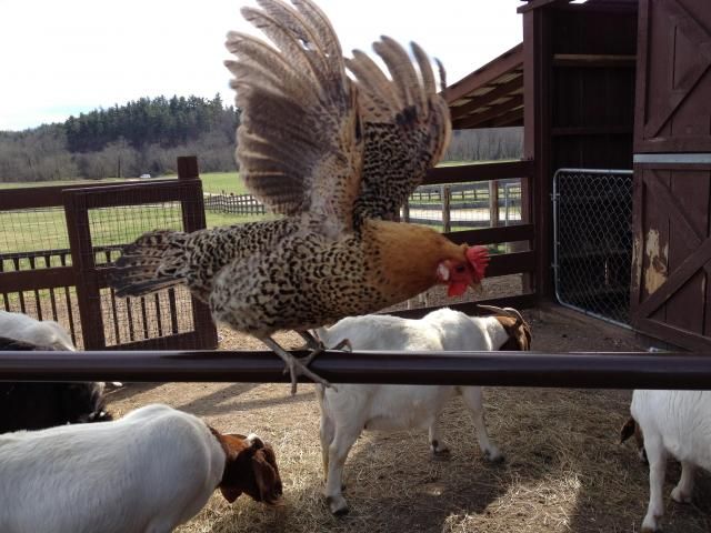 At the farmyard at Antler Hill Village on the Biltmore estate