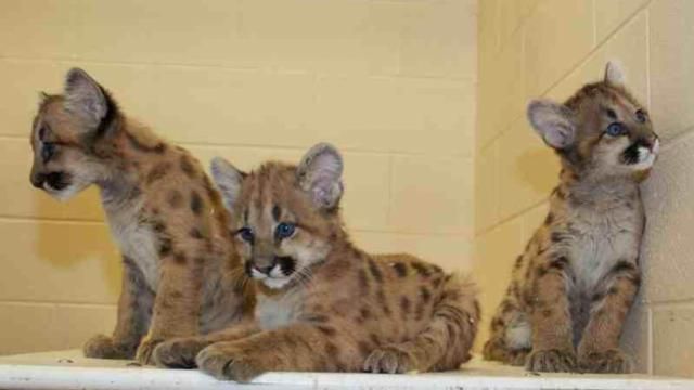 Three cougar kittens enjoying new home at N.C. Zoo.